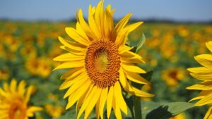 5 trucchi per avere girasole altissimi, che più alti non si può