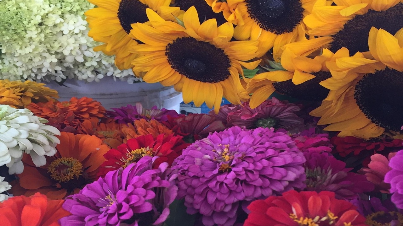 girasole zinnie