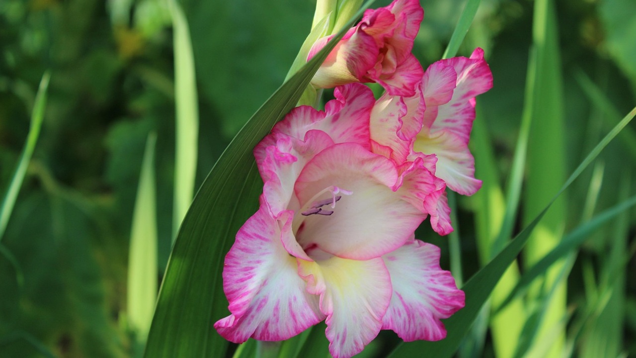 gladioli