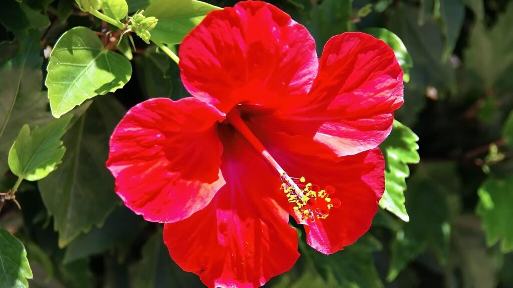 L’arbusto a bassa manutenzione alternativo alle peonie