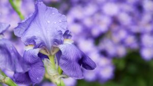 Iris pumila Azurea: trucchi e consigli per coltivare con successo il giaggiolo