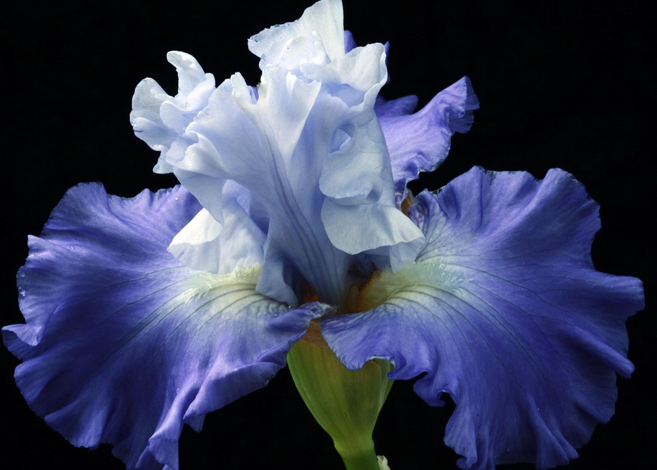 iris