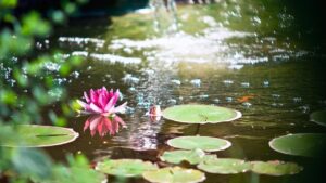 Un laghetto può rendere più rinfrescante un giardino?