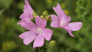 5 piante a bassa manutenzione per giardini costieri