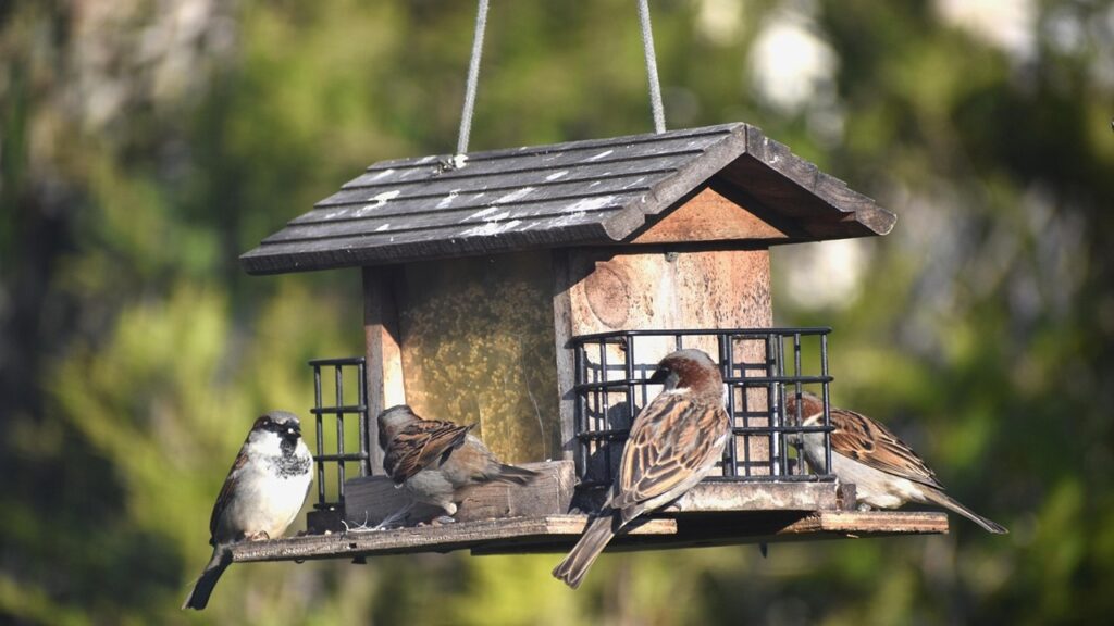 5 posti in giardino dove non lasciare mangiatoie per uccelli