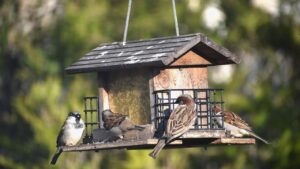 5 posti in giardino dove non lasciare mangiatoie per uccelli
