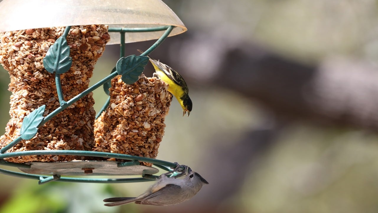 mangiatoie uccelli giardino