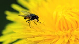 Quest’estate le mosche hanno invaso le piante d’appartamento? Ecco come tenerle lontane