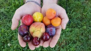 I pericoli nascosti dei noccioli di alcuni frutti: perché non bisogna mangiarli