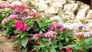 Come aiutare le piante dopo le anomale ondate di caldo primaverili