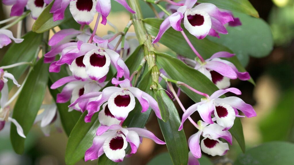 Orchidea bamboo: come coltivare con successo il Dendrobium nobile