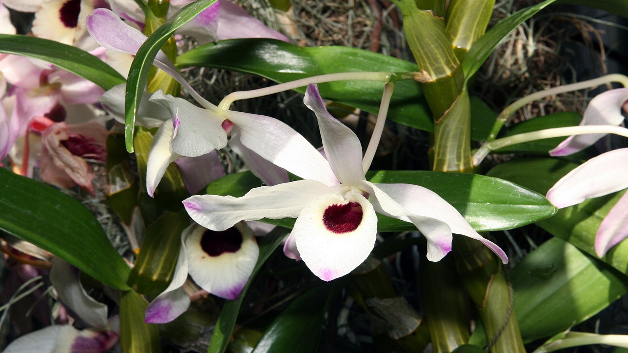 orchidea