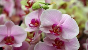 Innaffiare sì o no le orchidee con i cubetti di ghiaccio?