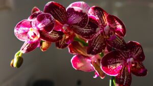 I fondi di caffè vanno bene per concimare le orchidee?