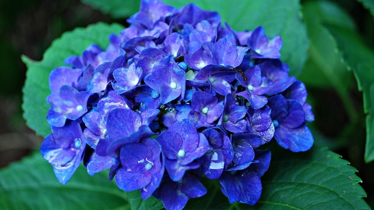 ortensia blu