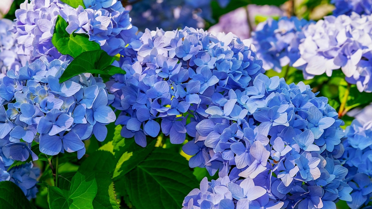ortensie blu