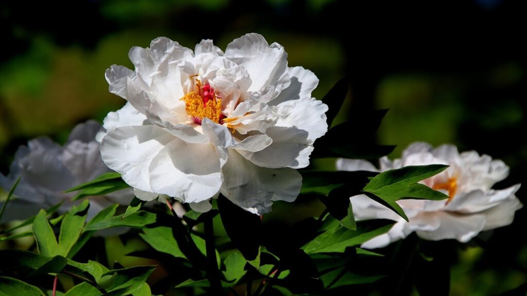 Le peonie non si aprono? Il motivo potrebbe essere questo
