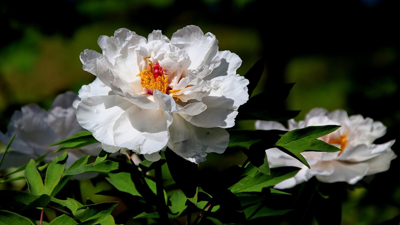 peonie non si aprono