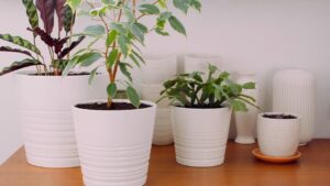 Come aiutare le piante quando si torna a casa dopo le vacanze estive