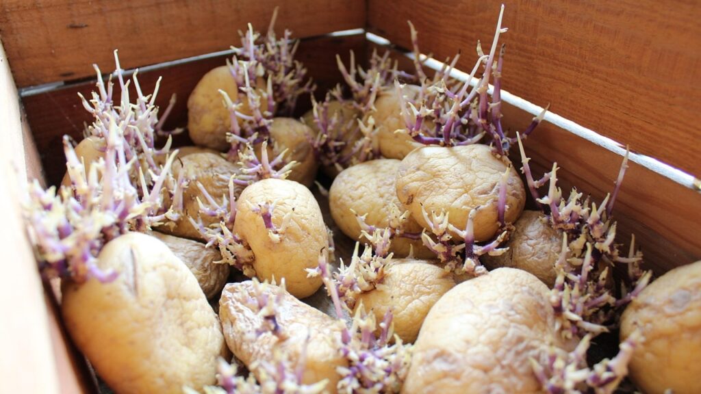 Si possono piantare le patate acquistate al supermercato?