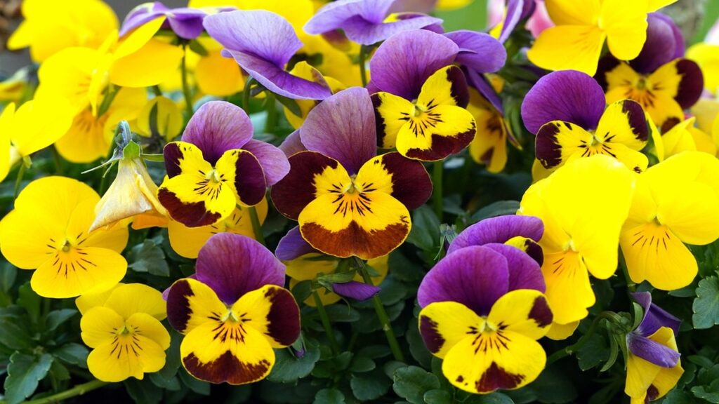 7 piante che abbelliranno il balcone in inverno