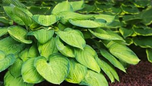5 piante che prosperano nei balconi esposti a nord, con fiori o sempreverdi