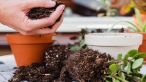 Come evitare che in estate il terriccio delle piante da appartamento si secchi subito?