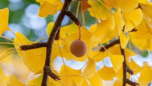 10 piante da escludere assolutamente dal giardino
