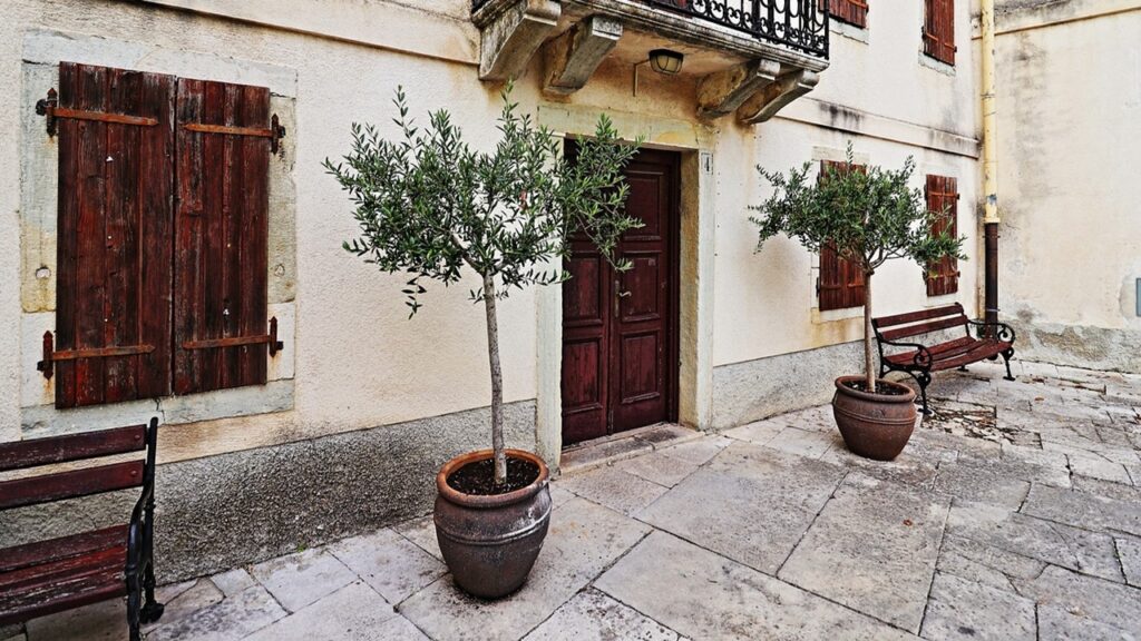 5 piante mediterranee capaci di prosperare anche in vaso