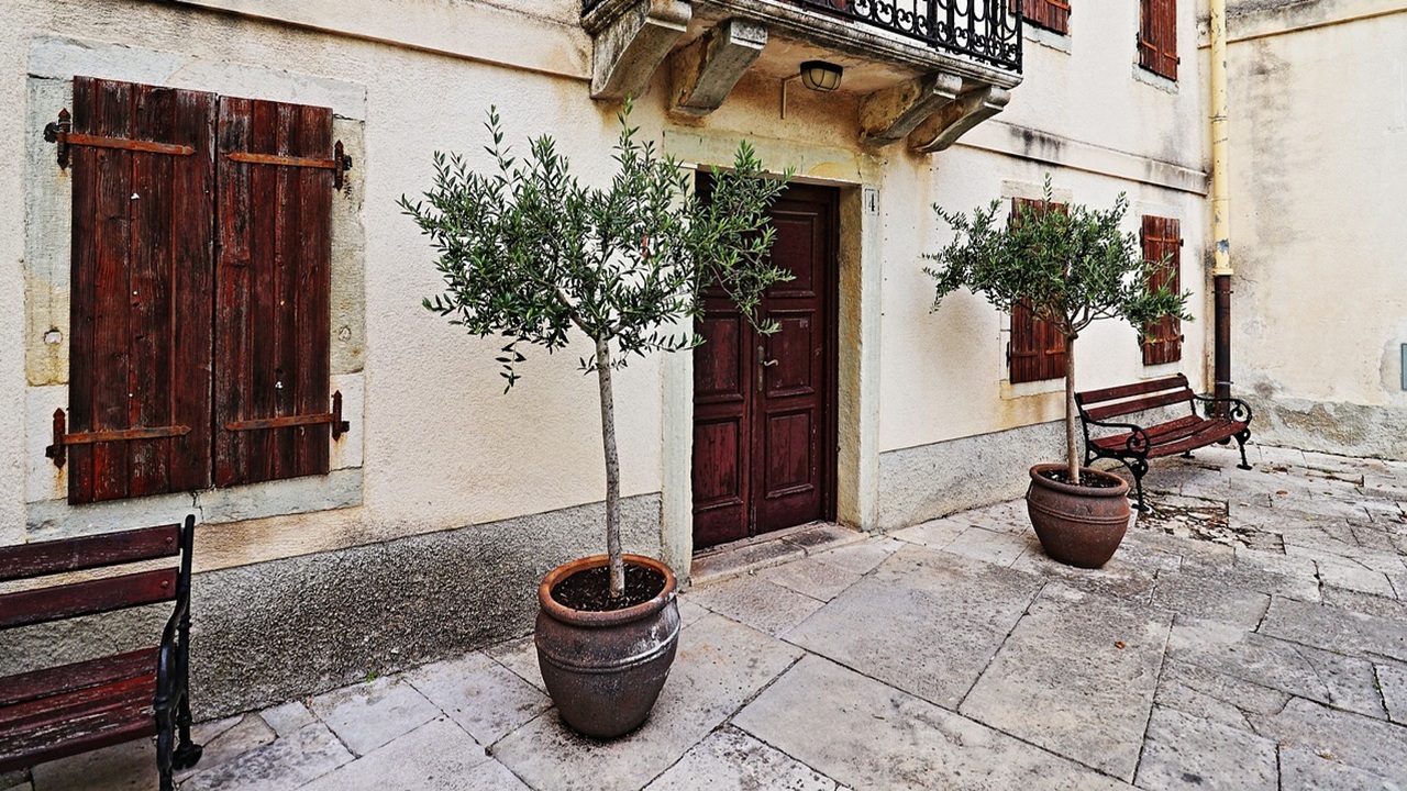 piante mediterranee ulivo
