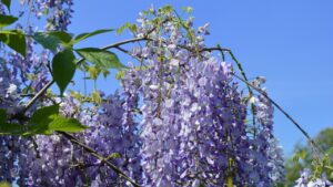5 piante da potare a giugno per avere fioriture spettacolari (ma l’anno prossimo)