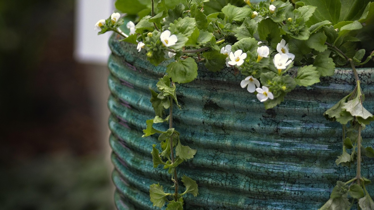 piante ricadenti bacopa
