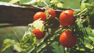 Cosa fare con i polloni dei pomodori?