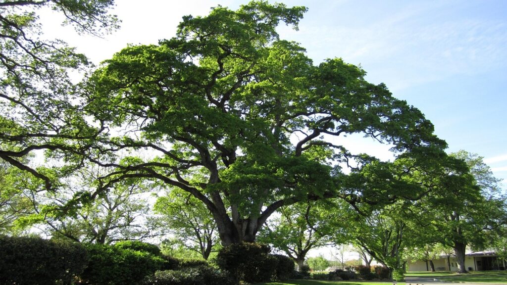 9 cose da sapere e da fare prima di piantare una quercia in giardino