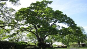 9 cose da sapere e da fare prima di piantare una quercia in giardino