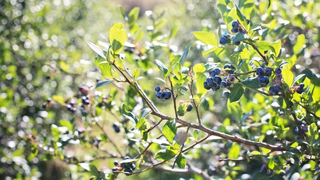Come raddoppiare il raccolto di mirtilli: basta un solo ingrediente