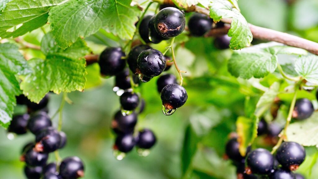 Ribes nero: trucchi e segreti per coltivarlo e avere raccolti abbondanti