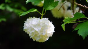 Rosa di Gueldre: trucchi e segreti per coltivare il Viburnum opulus