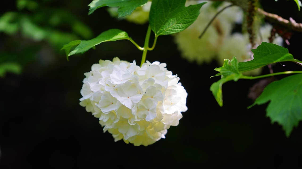 rosa gueldre