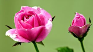 Come propagare le rose tramite talea: una mini guida pratica e veloce
