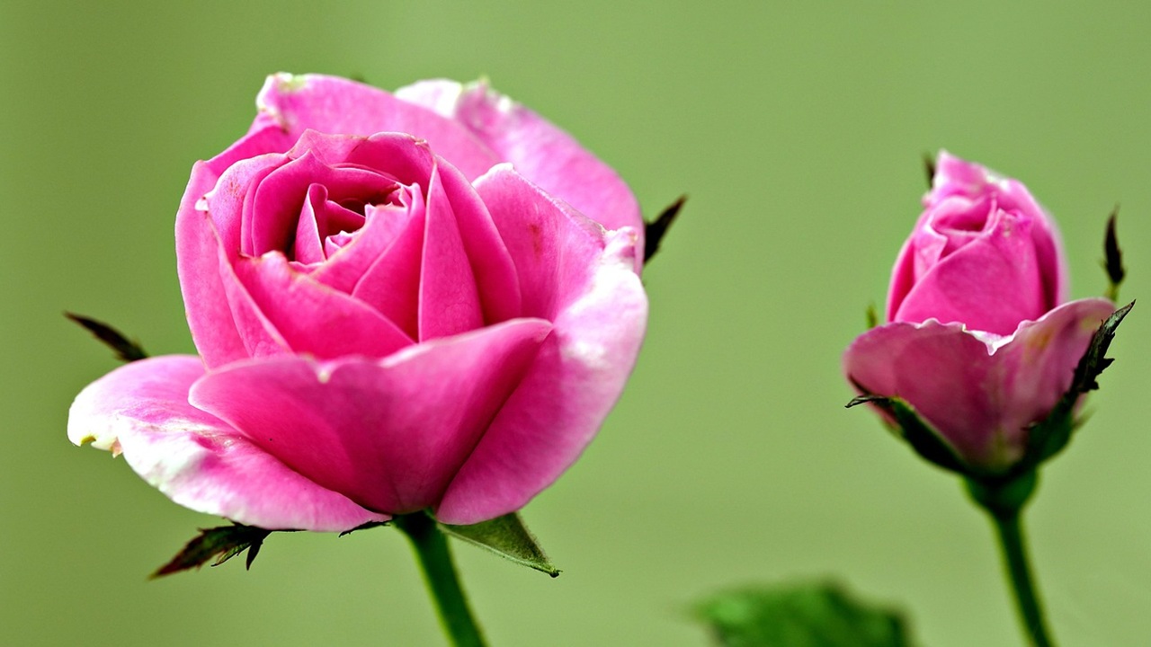 rose talea