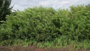 Salix purpurea: come coltivare in giardino lo splendido salice viola