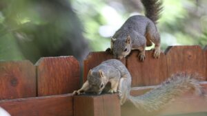 9 piante che gli scoiattoli non sopportano