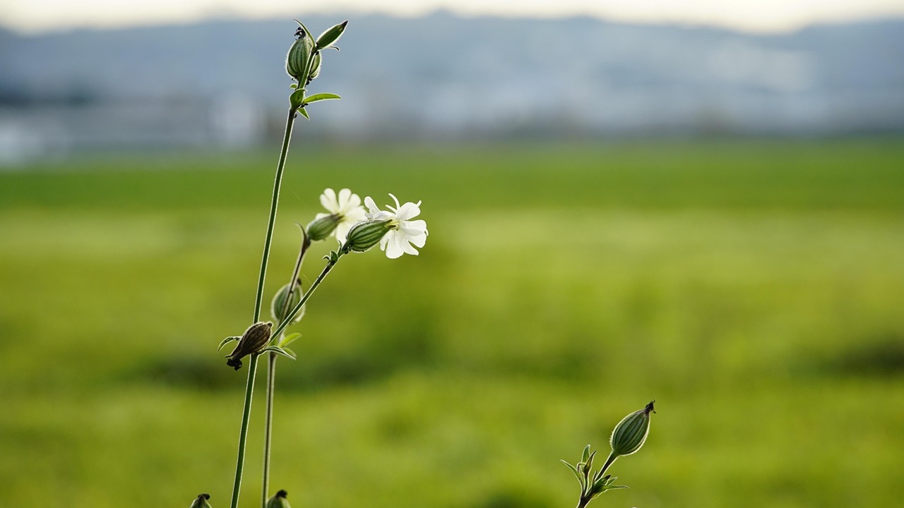 silene leggenda