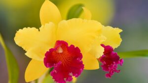 Come far smettere di far fiorire le orchidee?