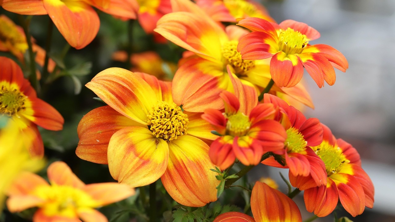 sole estivo bidens