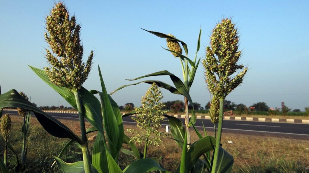 Sorgo: è possibile coltivarlo in casa?