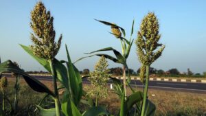 Sorgo: è possibile coltivarlo in casa?