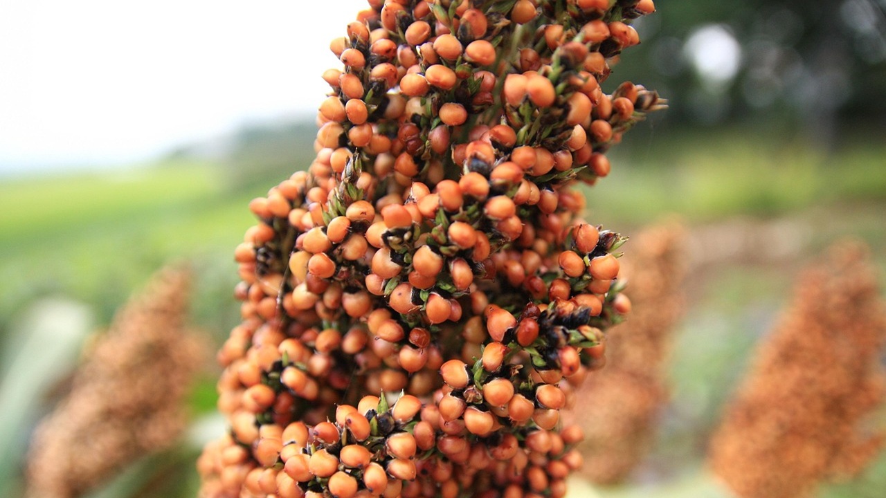 sorgo spiga
