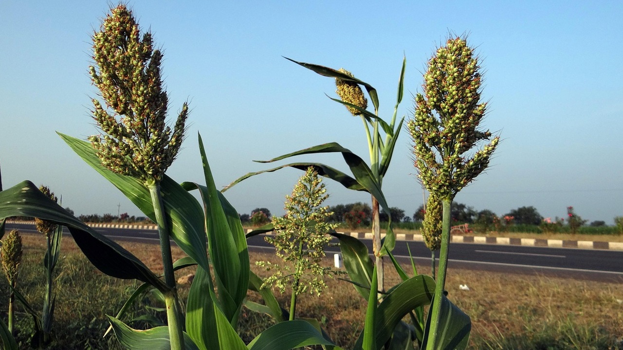sorgo